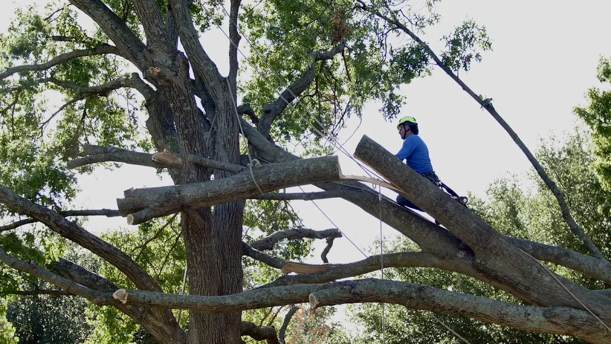 Professional Crown Thinning performed by certified arborists in Rollinsford