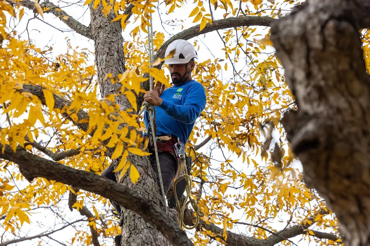 Skilled Tree Pruning crew working in Rollinsford