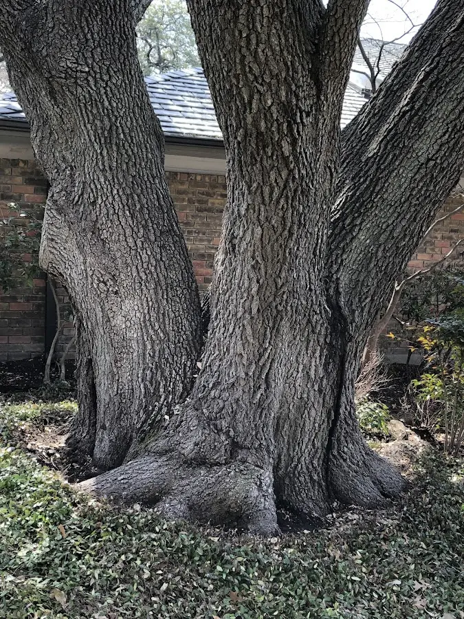 Mature heritage tree close to a Rollinsford property cared for by certified arborists